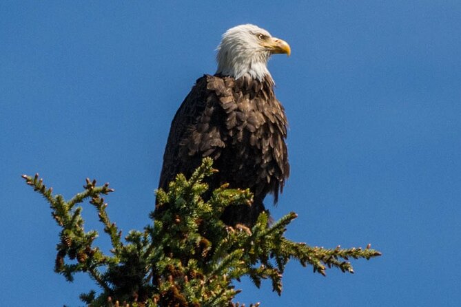 Morning Jasper National Park Wildlife Tour - Should You Book the Morning Wildlife Tour?