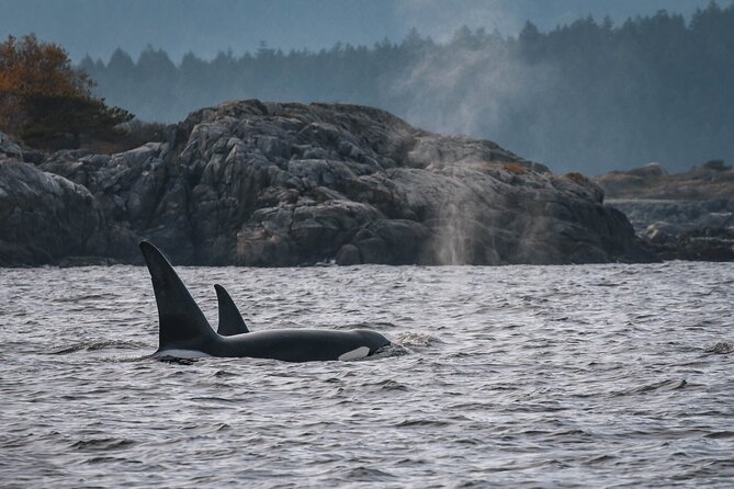 Nanaimo Whale Watching in a Semi-Covered Boat - Key points to know before booking