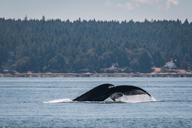 Nanaimo Whale Watching in a Semi-Covered Boat - Kula keeps the group small