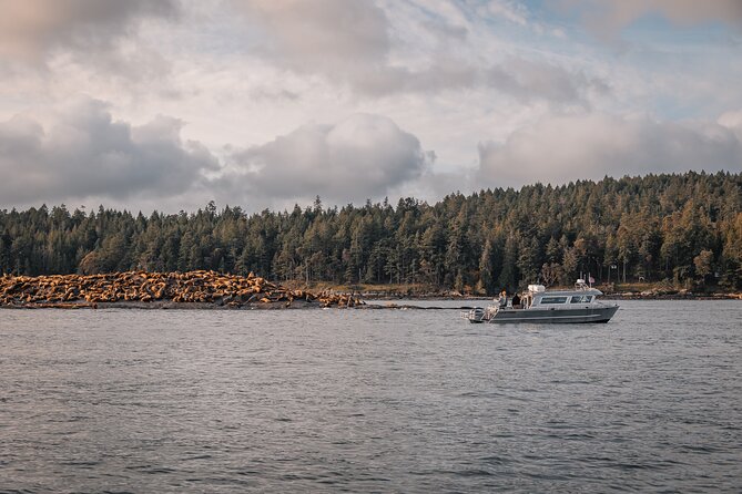 Nanaimo Whale Watching in a Semi-Covered Boat - Respectful watching, not a wildlife performance
