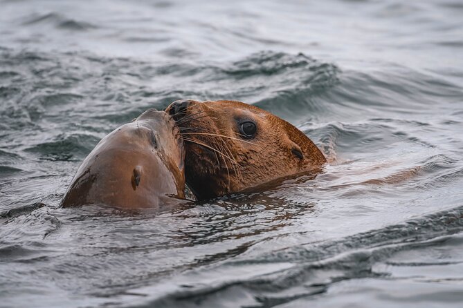 Nanaimo Whale Watching in a Semi-Covered Boat - Is $187.76 a fair price?
