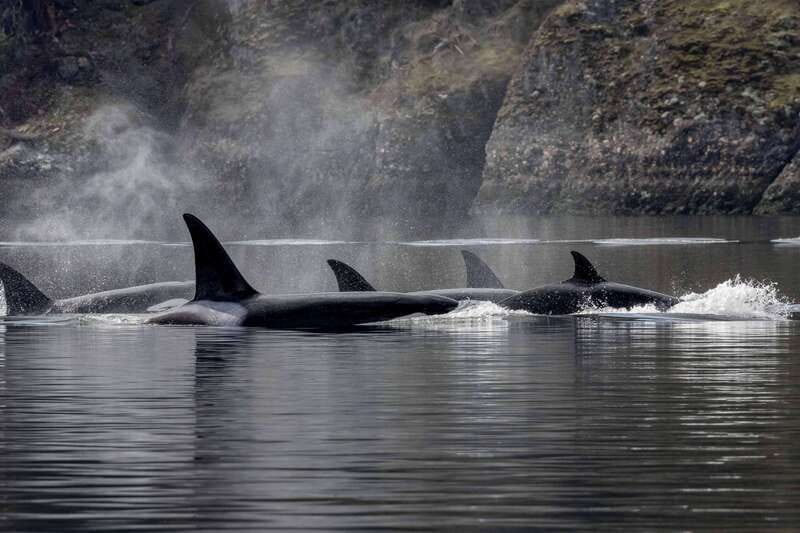 Nanaimo: Whale Watching Open Boat Tour - From Front Street to the Salish Sea
