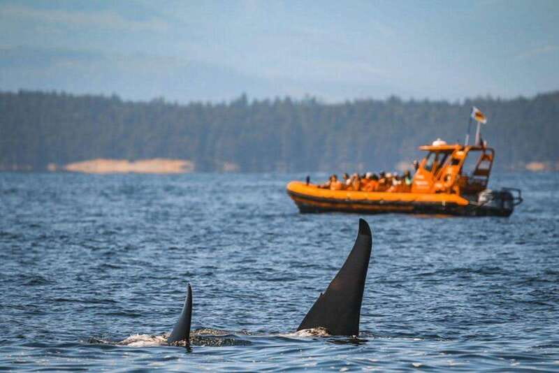 Nanaimo: Whale Watching Open Boat Tour - About an hour with the whales