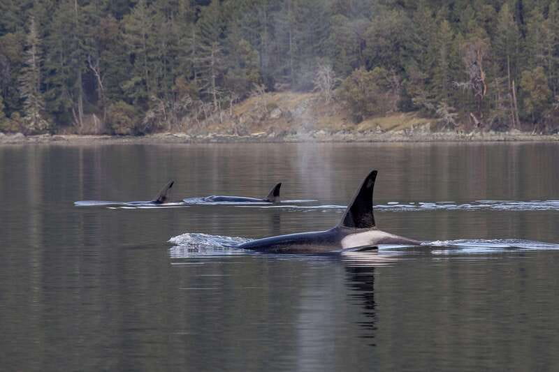 Nanaimo: Whale Watching Open Boat Tour - Guides who make the trip more than a boat ride