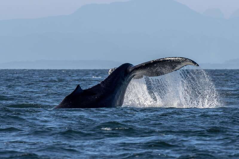 Nanaimo: Whale Watching Open Boat Tour - What the open boat feels like