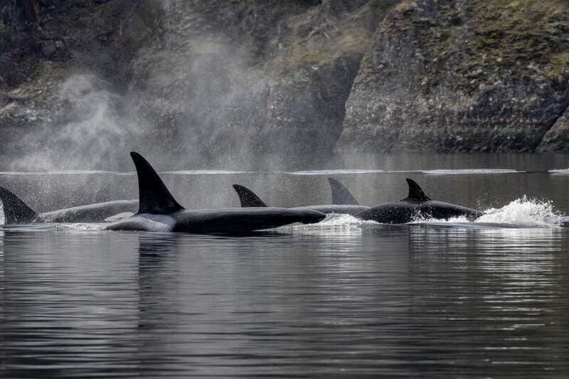 Nanaimo: Whale Watching Semi-Covered Boat Tour - Who will enjoy this Nanaimo outing?
