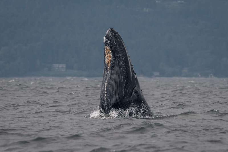 Nanaimo: Whale Watching Semi-Covered Boat Tour - Cruising through the Salish Sea