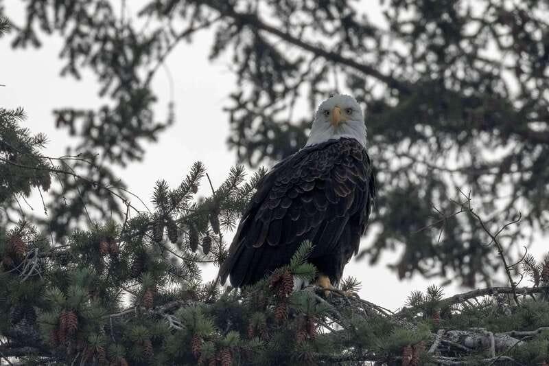 Nanaimo: Whale Watching Semi-Covered Boat Tour - Guides who explain what you are seeing