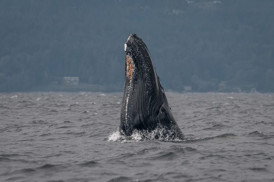 Nanaimo: Whale Watching Semi-Covered Boat Tour - Comfort, timing, and practical tradeoffs