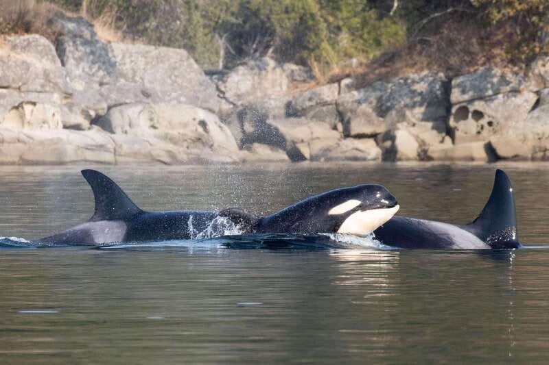 Nanaimo: Whale Watching Semi-Covered Boat Tour - Is $182 a fair price?