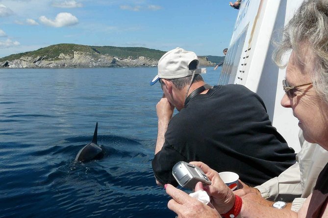 Newfoundland Puffin and Whale Watch Cruise - From St. John’s to Bay Bulls and the private dock