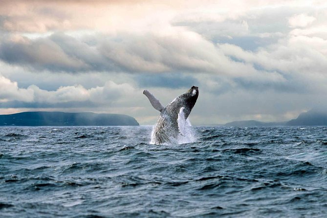 Newfoundland Puffin and Whale Watch Cruise - Witless Bay Ecological Reserve and Gull Island