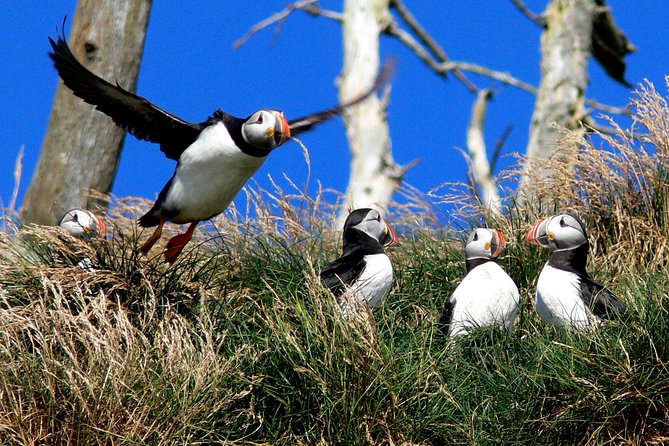 Newfoundland Puffin and Whale Watch Cruise - Iceberg Alley in May and June