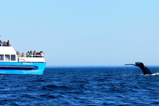 Newfoundland Puffin and Whale Watch Cruise - Whale watching from mid-June through mid-August