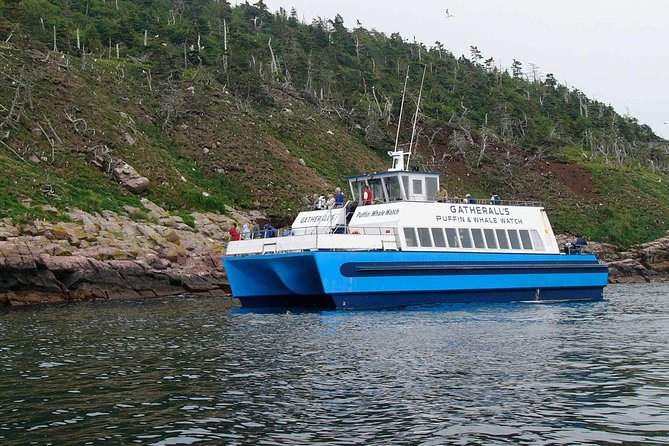 Newfoundland Puffin and Whale Watch Cruise - What the crew adds to the trip