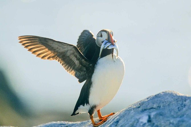 Newfoundland Puffin and Whale Watch Cruise - Price, timing, and the real value
