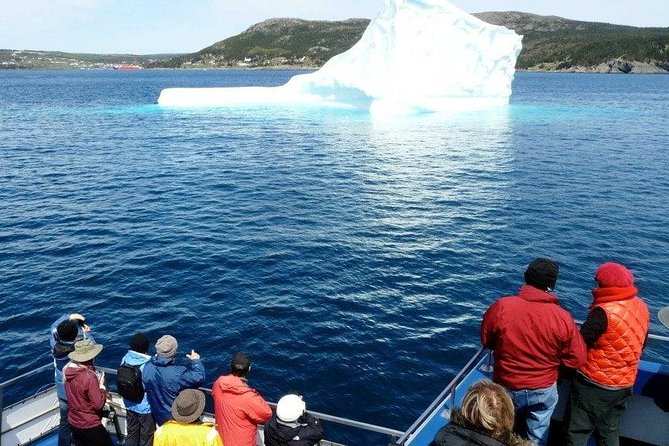 Newfoundland Puffin and Whale Watch Cruise - Bay Bulls, Bull Head, and the run toward the reserve