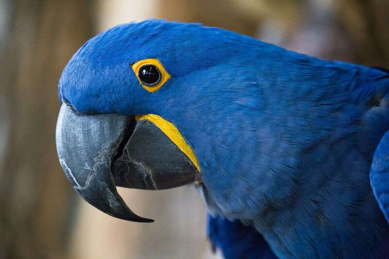 Niagara Falls, Canada: Bird Kingdom Entry Ticket - Parrots, animal encounters, and live talks