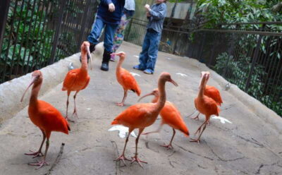 Niagara Falls, Canada: Bird Kingdom Entry Ticket