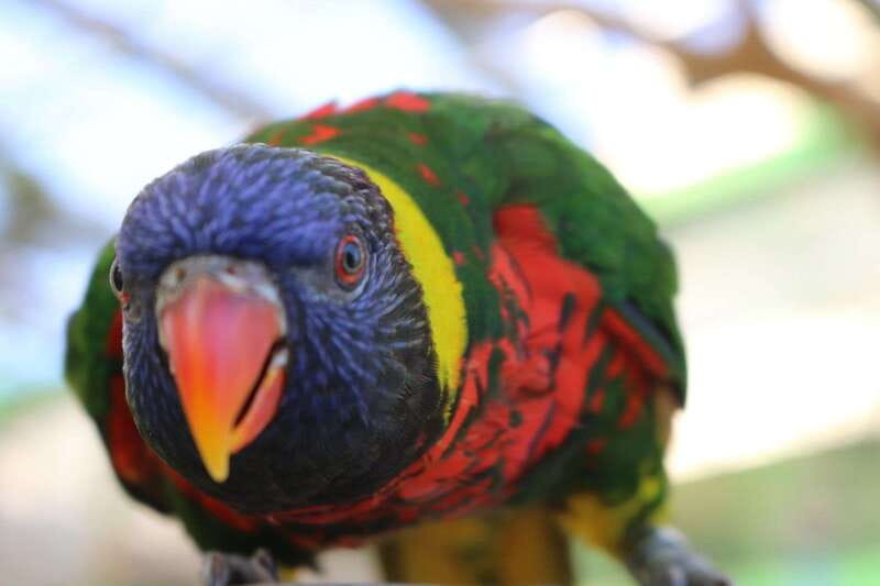 Niagara Falls, Canada: Bird Kingdom Entry Ticket - The Night Jungle and the smaller exhibits