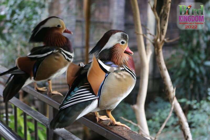 Niagara Falls, Canada: Bird Kingdom Entry Ticket - How long to allow, and how to fit it into Niagara Falls