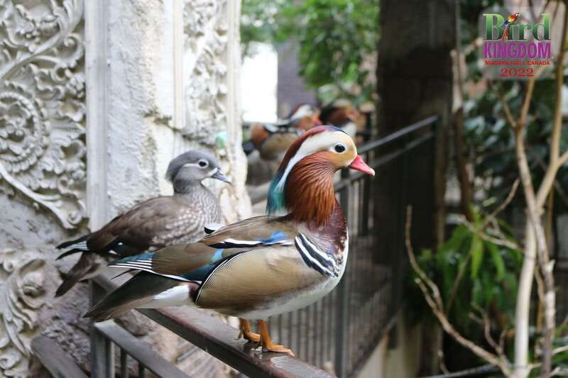 Niagara Falls, Canada: Bird Kingdom Entry Ticket - Is $18 good value?