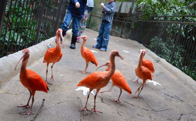 Niagara Falls, Canada: Bird Kingdom Entry Ticket - Lorikeet Landing, the best extra-cost activity