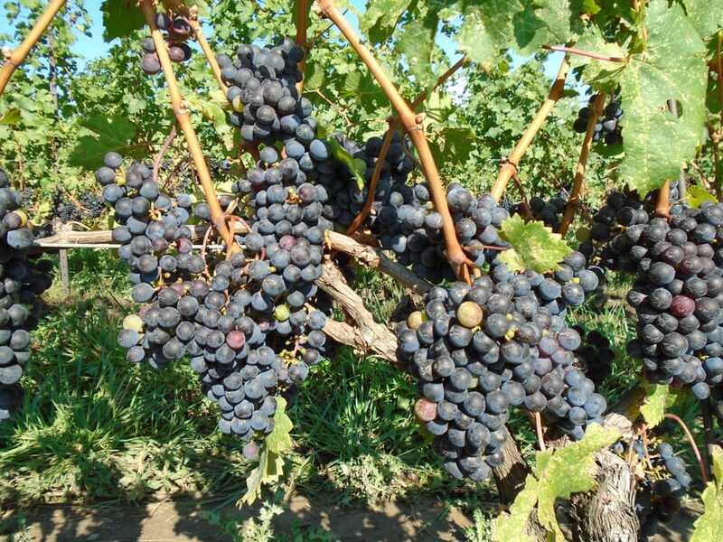 Niagara Falls, Canada: Full-Day Private Winery Tour - What the $288 price really covers