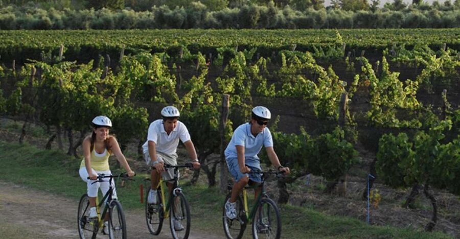 Niagara-on-the-Lake: Bicycle Tour with Wine Tasting - Country roads, vineyards, and the Niagara Parkway