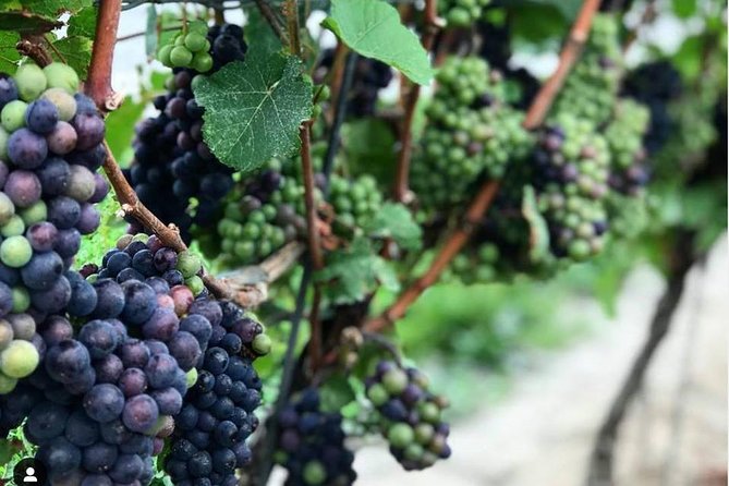 Niagara-On-The-Lake Guided Wine and Charcuterie Full-Day Tour - Konzelmann adds the food pairing