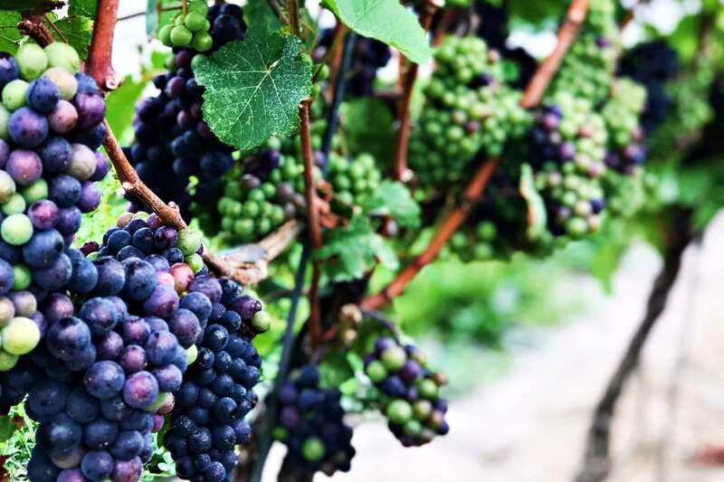Niagara-on-the-Lake: Wine & Charcuterie Tour with Tastings - Pickup from Niagara Falls or Niagara-on-the-Lake