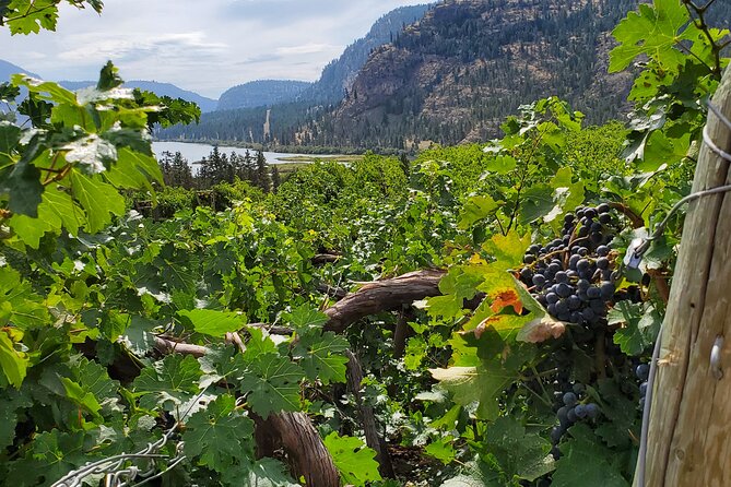 Okanagan Falls Private Wine Tour - Full Day - See Ya Later Ranch starts with aromatic whites and bold reds