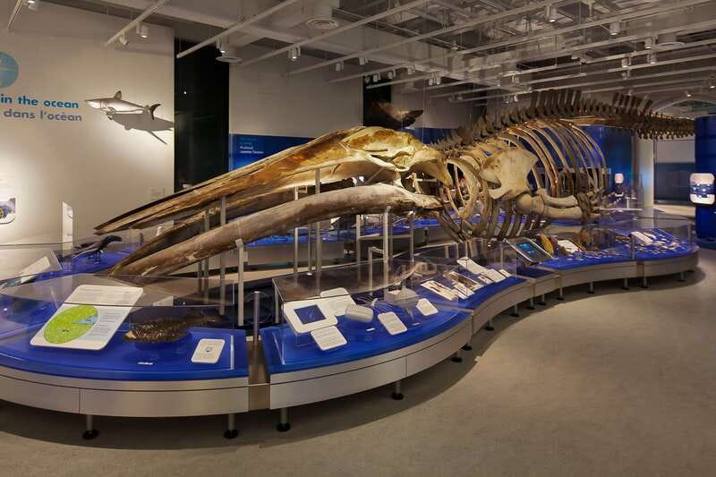 Ottawa: Canadian Museum of Nature Admission - Location, parking, and the best time to arrive