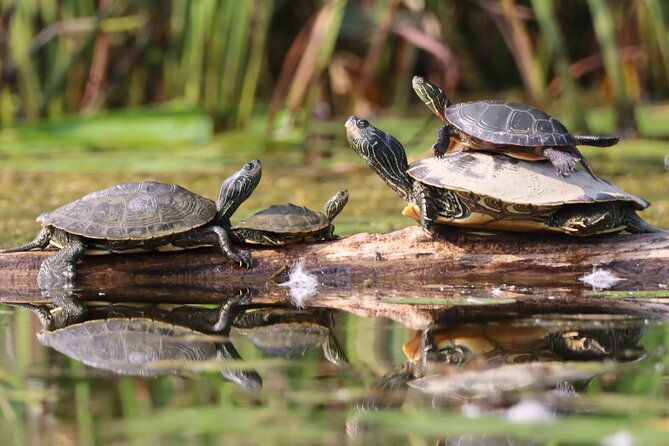 Ottawa: Ecological Reserve Kayak Tour with Turtle Sightings - Choosing a single or double kayak