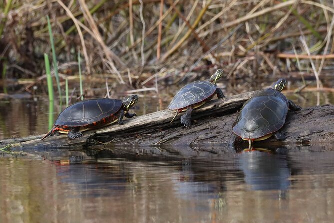 Ottawa: Ecological Reserve Kayak Tour with Turtle Sightings - What the paddle itself feels like