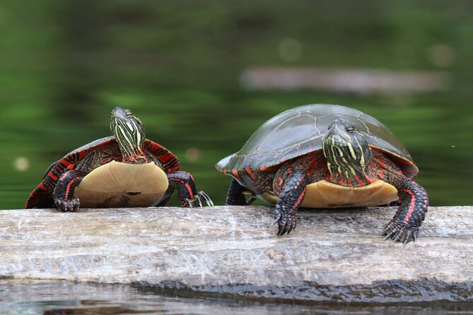 Ottawa: Ecological Reserve Kayak Tour with Turtle Sightings - Meeting Sylvie and getting on the water