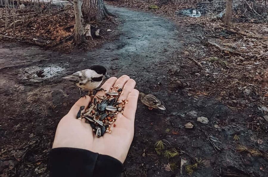 Ottawa: Guided Nature Walk & Wildlife Tour with Hotel Pickup - Why this Ottawa walk feels different from a city tour