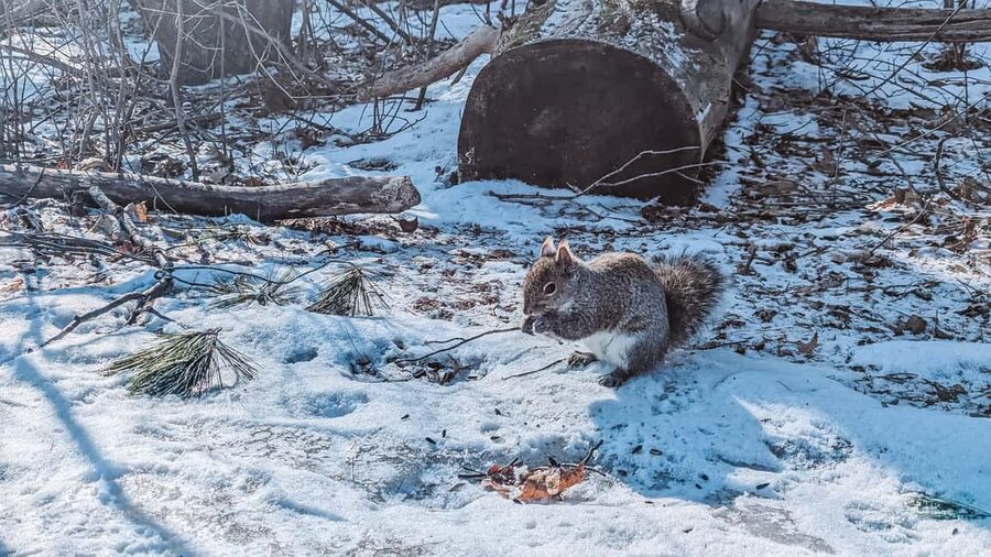 Ottawa: Guided Nature Walk & Wildlife Tour with Hotel Pickup - A 90-minute walk built around small discoveries