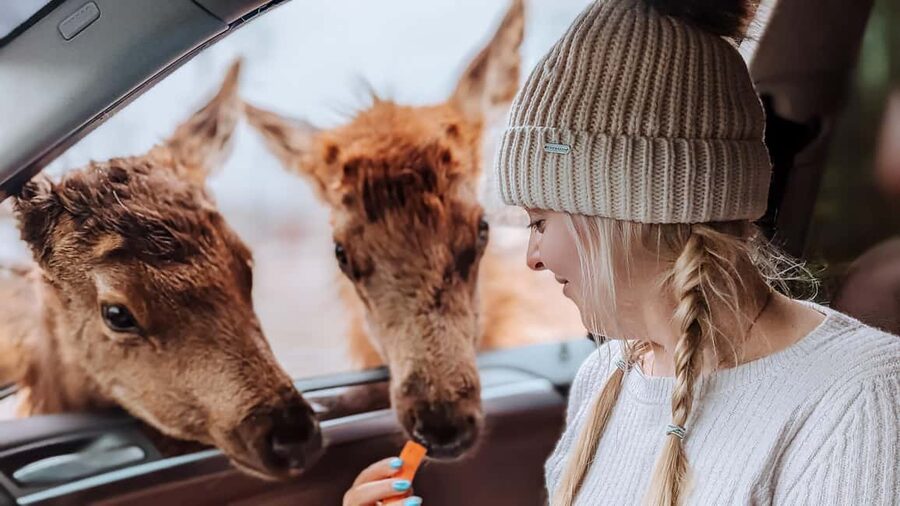 Ottawa: Private Parc Omega Wildlife Safari – Winter Magic - Key points to know before booking
