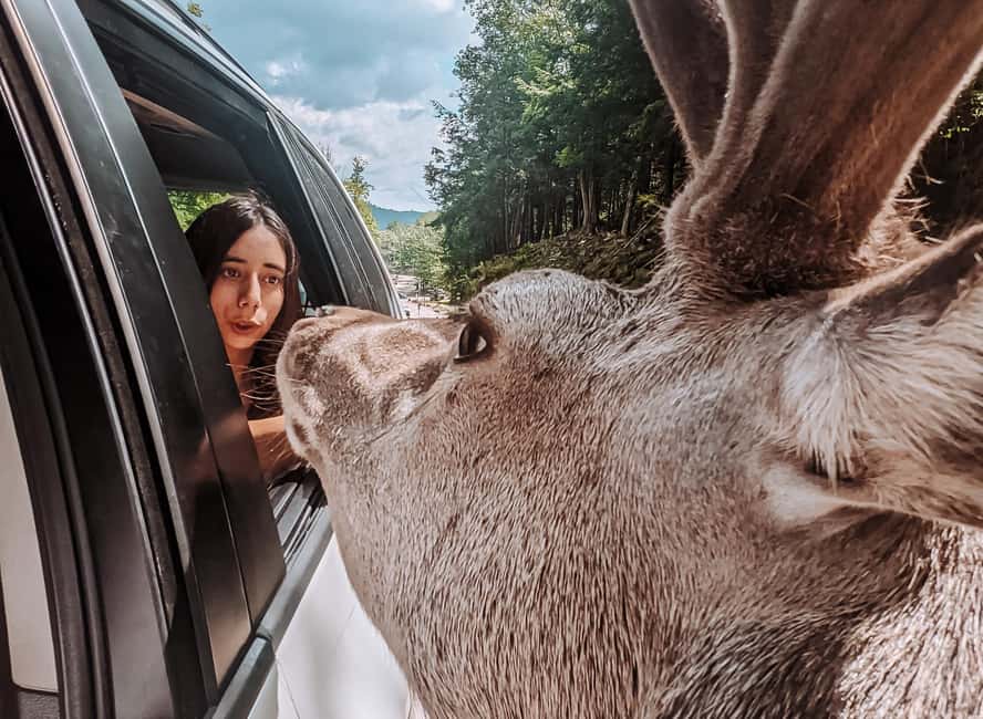 Ottawa: Private Parc Omega Wildlife Safari – Winter Magic - Should you book the Parc Omega safari?