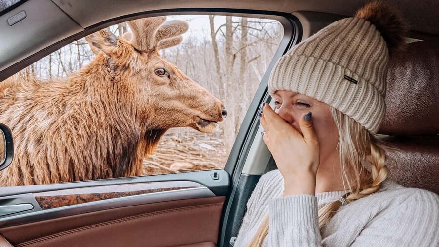 Ottawa: Private Parc Omega Wildlife Safari – Winter Magic - Feeding deer and elk from the car