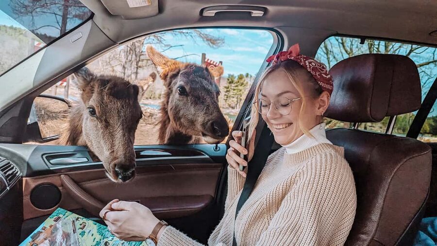 Ottawa: Private Parc Omega Wildlife Safari – Winter Magic - Three hours among wolves, bison, and winter wildlife