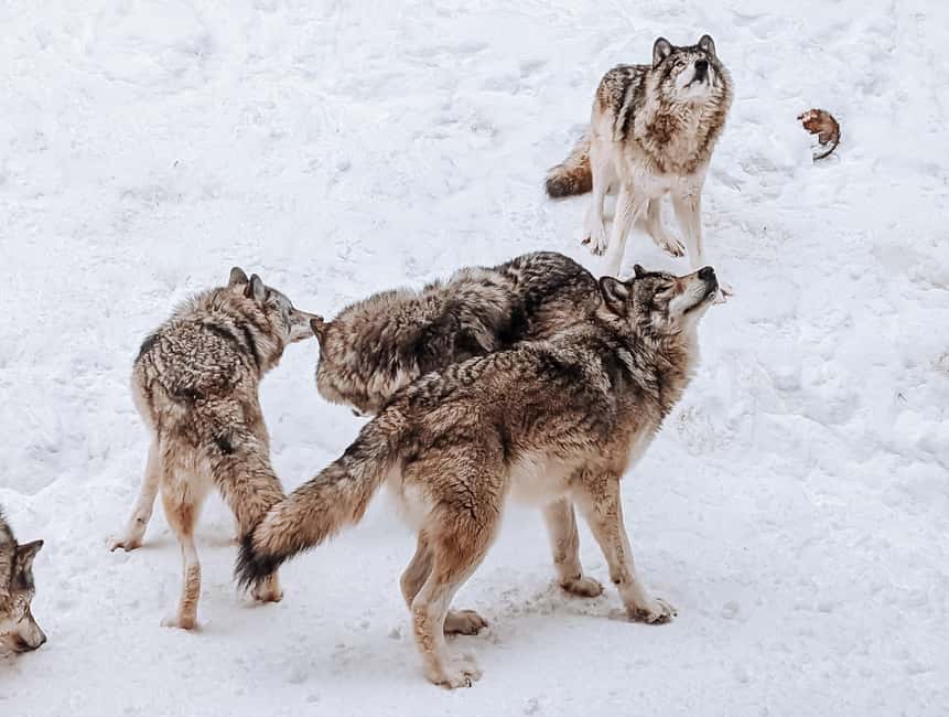 Ottawa: Private Parc Omega Wildlife Safari – Winter Magic - Two walks that break up the drive