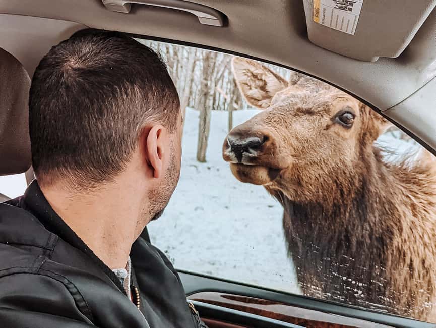 Ottawa: Private Parc Omega Wildlife Safari – Winter Magic - What the private format is really worth