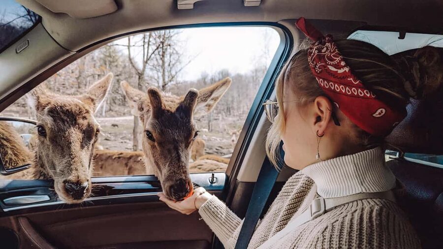 Ottawa: Private Parc Omega Wildlife Safari – Winter Magic - Practical timing and seasonal advice