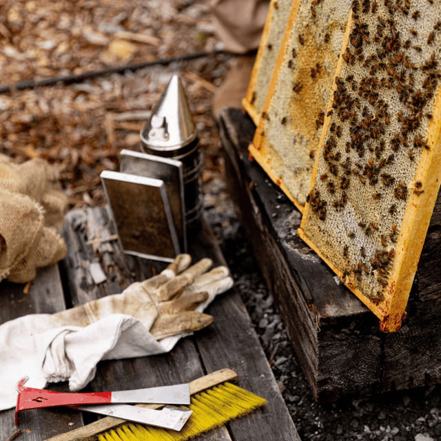 Paradise Valley: Bee Adventure Tour! - Getting to Bee Wild Paradise Valley