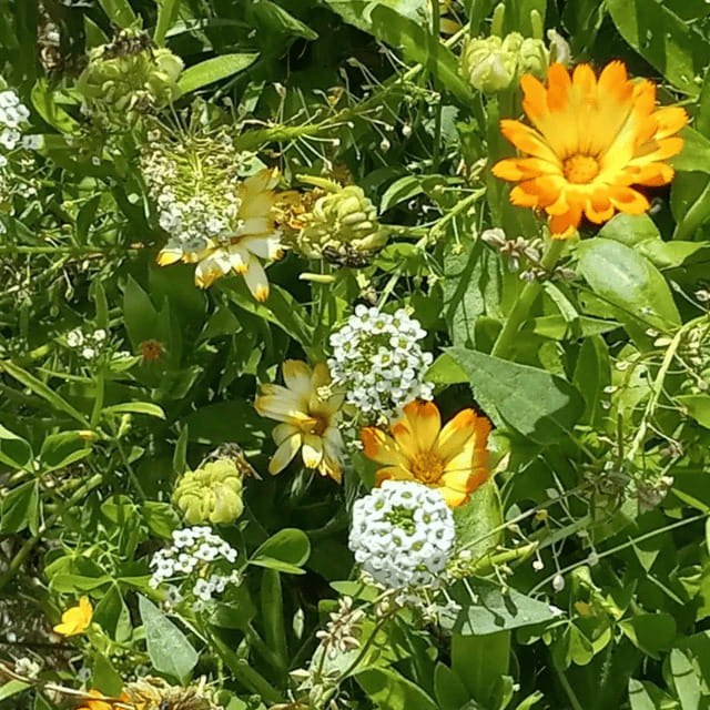 Paradise Valley: Bee Adventure Tour! - The garden walk and honey tasting