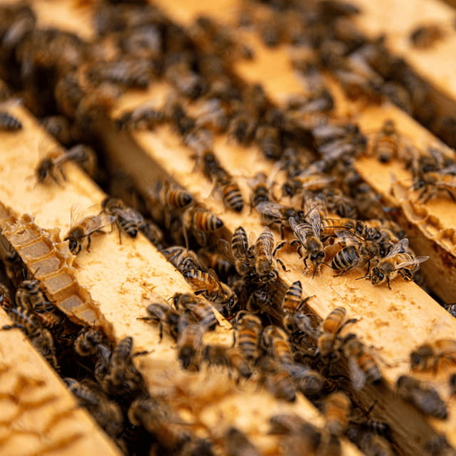 Paradise Valley: Bee Adventure Tour! - What it feels like to wear the bee suit