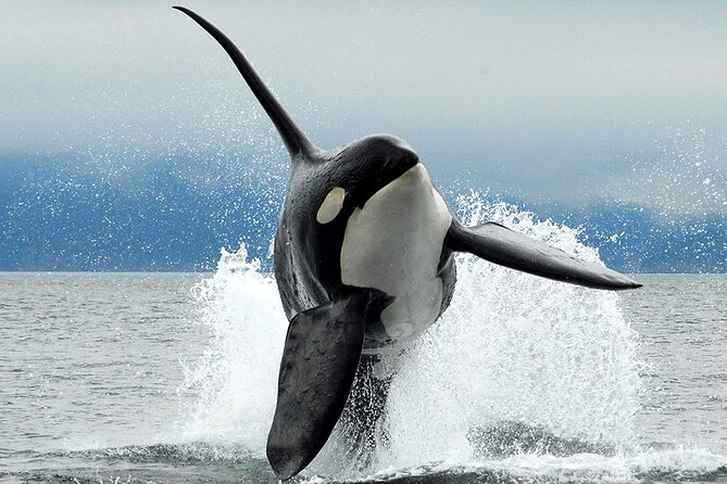 Parksville: Half-Day Whale and Wildlife Adventure - What the Parksville whale trip is really like