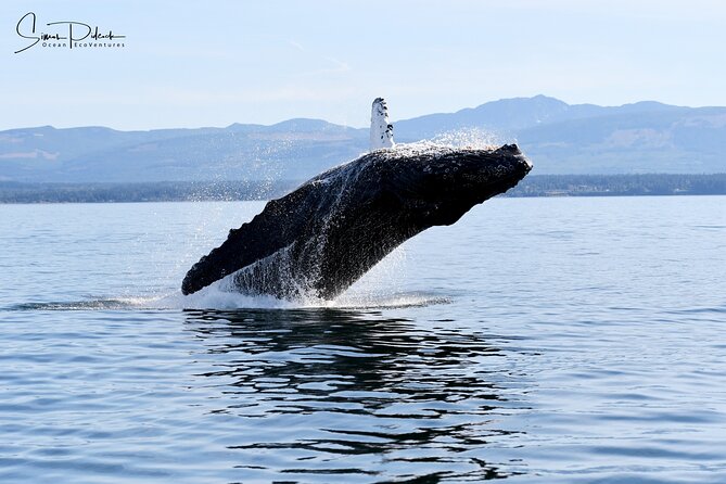 Parksville: Half-Day Whale and Wildlife Adventure - Leaving Parksville for the Salish Sea